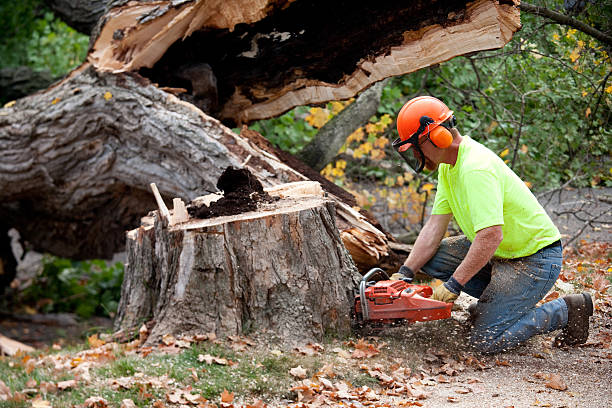 Franklin Lakes, NJ Tree Services Company